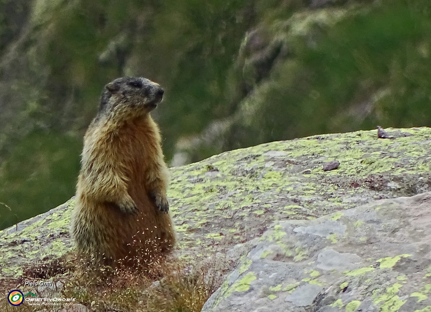 59 Marmotta in sentinella.JPG -                                